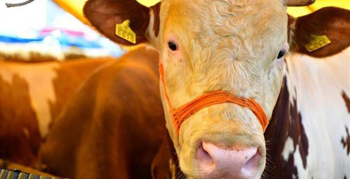 Kurban pazarlarında sahte paraya dikkat