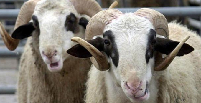 2018 Kurbanlık fiyatları belli oldu!