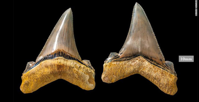 Avustralya’da 25 milyon yıllık dev köpek balığı dişi bulundu