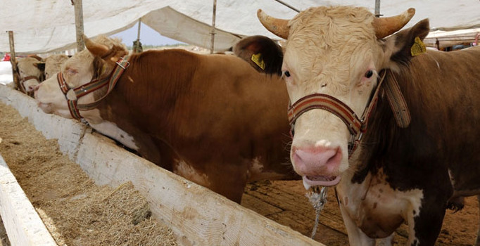 Et ve Süt Kurumu'ndan 'şarbon' açıklaması: Piyasaya sürülmesi söz konusu değil