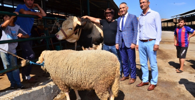 1100 kiloluk 'Kral'ı alana, 130 kiloluk koyun hediye