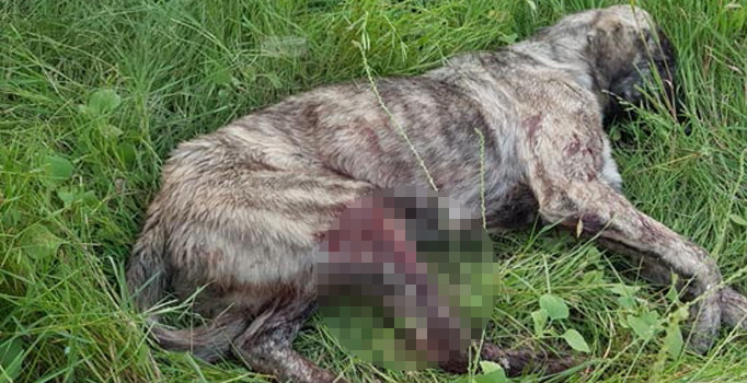 Rahatsız ediyor diye köpeği tüfekle vurdu