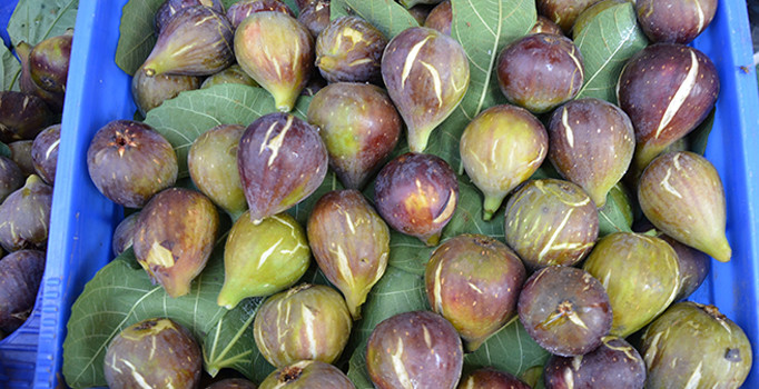 Yılın ilk yerli inciri pazara indi