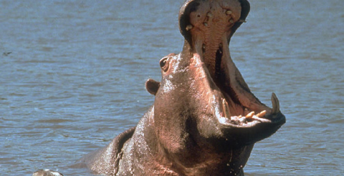 Kenya'da su aygırının ısırdığı Tayvanlı turist öldü