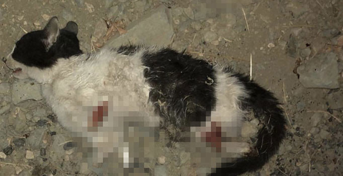 Bursa’da dört bacağı kesilmiş kedi bulundu