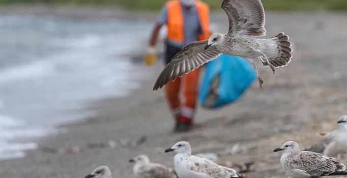 Van Gölü'nde yüzlerce martı telef oldu