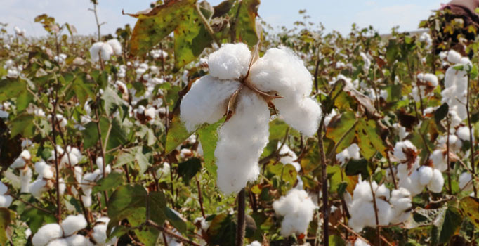 Çukurova’da pamuk hasadı başladı