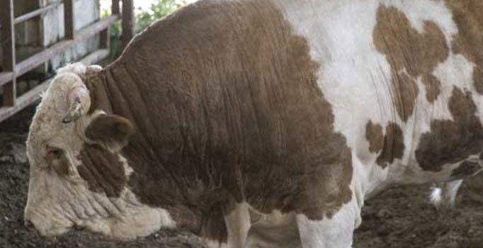 Rekoru 'Şerif' kırdı:1.8 ton ağırlığında fiyatı ise 40 bin TL