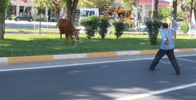 Kurbanlık dana ortalığı birbirine kattı