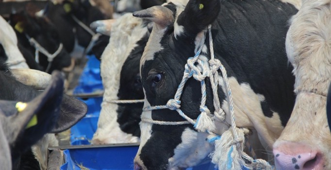 Konya’da kurbanlıklar alıcılarını bekliyor