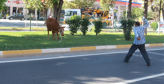 Adıyaman'da kaçan dana ortalığı birbirine kattı