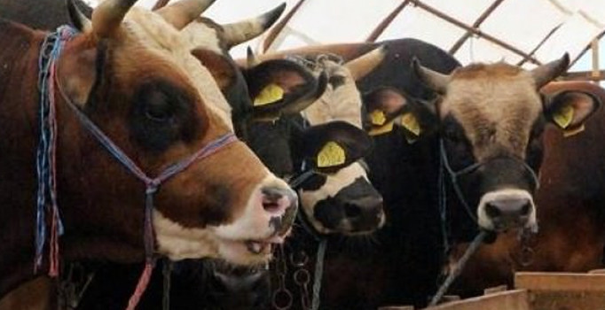 Vali Bilgin’den Kurban Bayramı mesajı