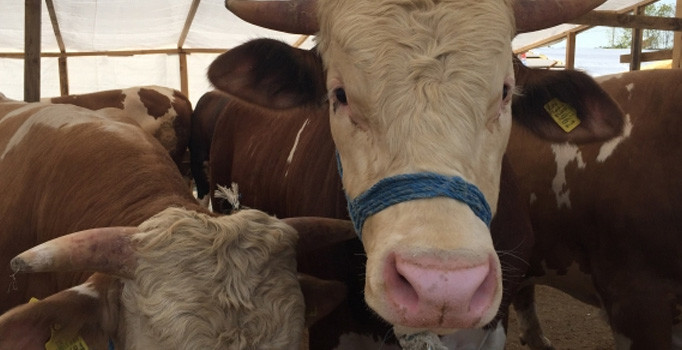 Vali Pehlivan’ın Kurban Bayramı mesajı