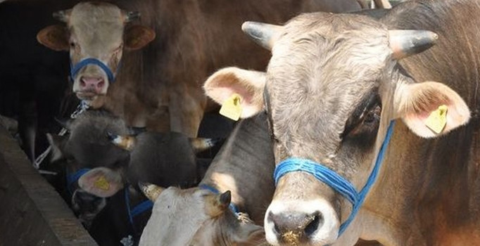 Başkan Öztürk Kurban Pazarını ziyaret etti