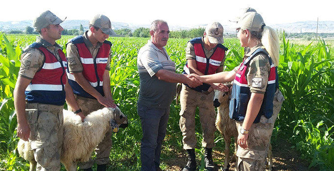 Elazığ’da kaybolan kurbanlıklar drone ile bulundu