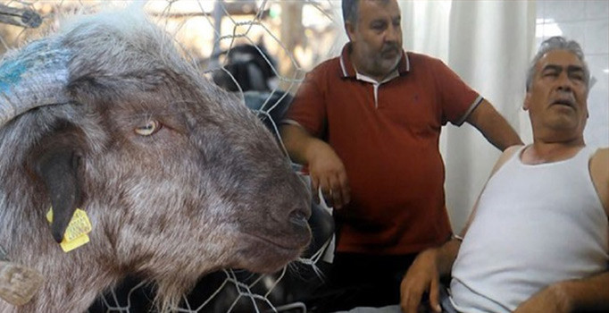 Bayramın en ilginç olayı: Kafasına keçi düştü