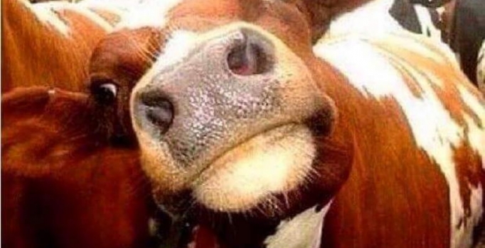 Kurban bayramı Capsleri Facebook! En komik kurban bayramı Capsleri bu sayfada!