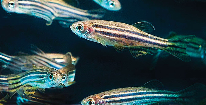 Alzheimer için tedavi umudu zebra balığında