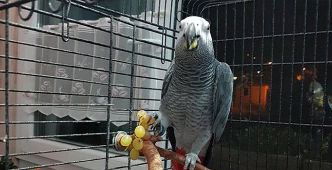 Bulanan 2 bin TL ödül: Mahalleli papağan avına çıktı