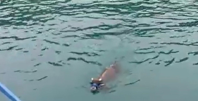 Kurbanlık dana bayramın son günü denizde yüzerken bulundu