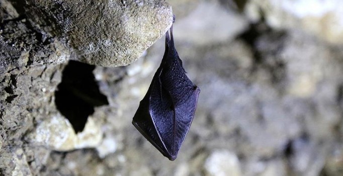 Yarasalar üzerinden dolandırıcılık