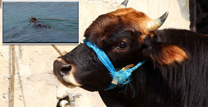 Rize'den kaçmış Trabzon'da bulunmuştu, yüzen boğanın akıbeti belli oldu