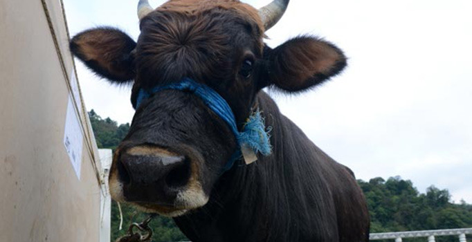 Türkiye günlerce yüzen boğayı konuşmuştu, Onun adı artık 'Ferdinand'