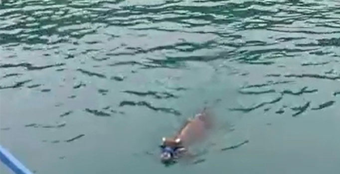 Denizden çıkan danayı sanatçı Haluk Levent satın aldı