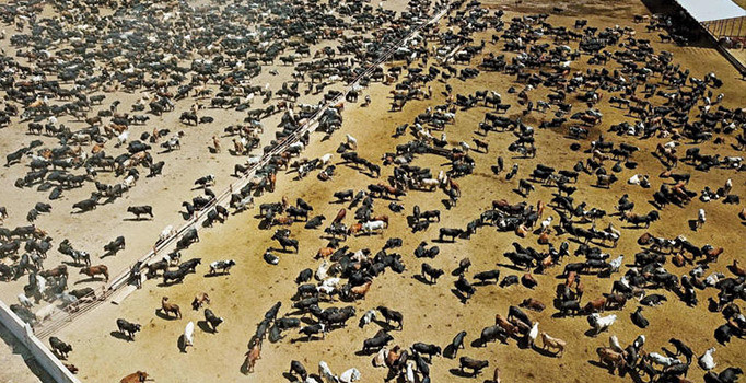 Bakan Pakdemirli  talimat verdi: Şarbon vakasına inceleme