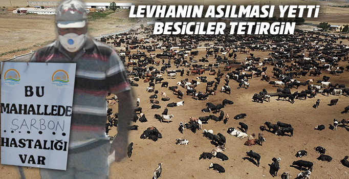 O çiftliğe komşu besicilerde 'şarbon' tedirginliği