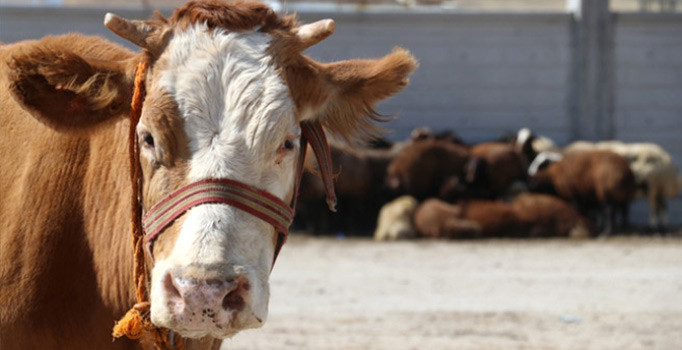 Bayramda 3 milyon kurbanlık satıldı