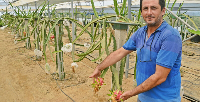 İzmir'de üretilen 'pitaya' yüz güldürdü