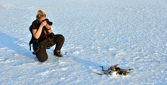 Tuz Gölü'nde korkunç görüntü! Flamingolar besin bulamıyor