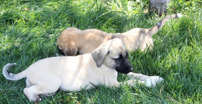 2 yavru köpeğin ayaklarını kestiler