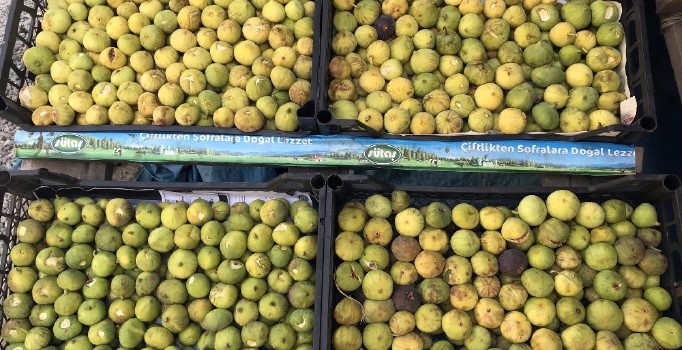 (Özel) Bitlis ekonomisine incir ve nar desteği