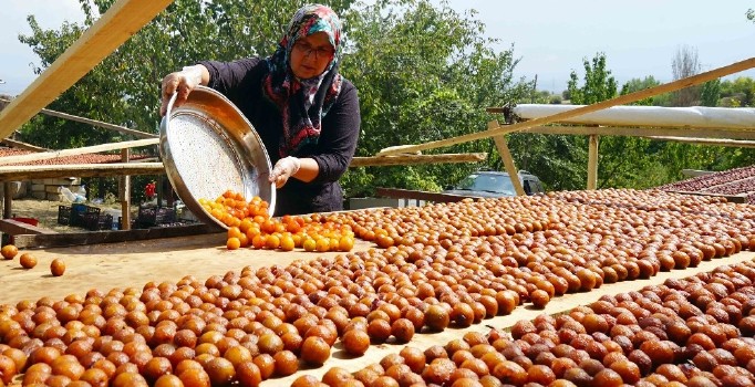 (Özel) Osmanlı mutfağının vazgeçilmez meyvesi Üryani eriğinin hasadı başladı