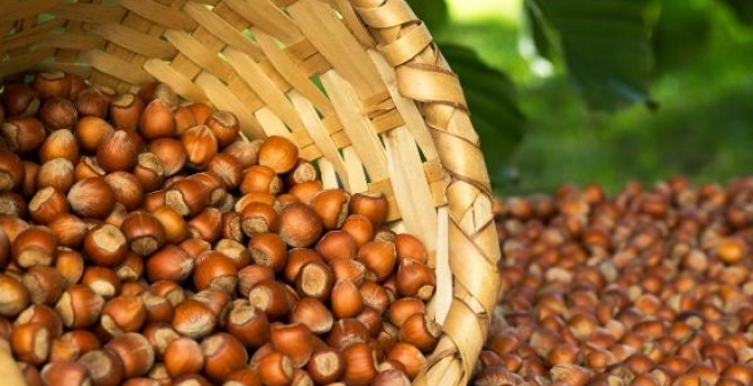 Son dakika! Erdoğan fındık fiyatlarını açıkladı