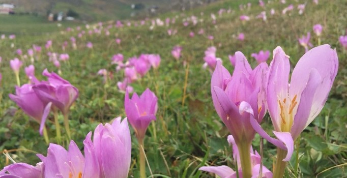Yaylalardan dönüşün habercisi ’Vargit’ çiçekleri kendini göstermeye başladı