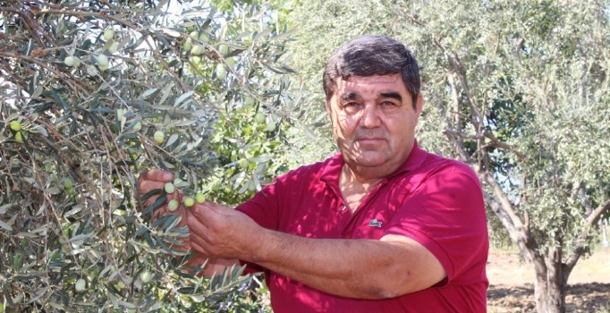 Zeytin sineği zararlısına incir ağaçlı koruma