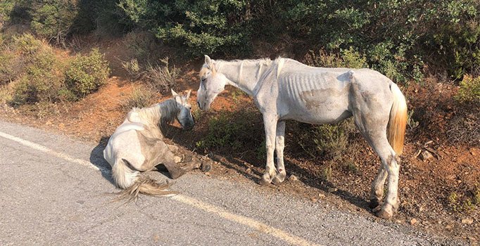 Büyükada’da yaralı halde can çekişen at yürekleri sızlattı