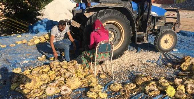 Ayçiçeği hasadında son nokta