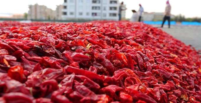 Şanlıurfa’da isot üretimi için 960 dönüm alan ayrılacak