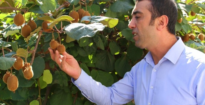 Bingöl’de kimsenin inanmadığı kiviyi o yetiştirdi