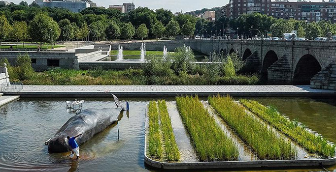 Nehrin ortasındaki balina görenleri şaşkına çevirdi