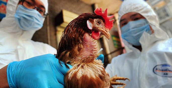 Müezzinoğlu'ndan önemli kuş gribi açıklaması