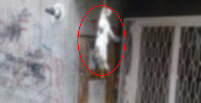 Bunun adı vahşet! Kediyi iple astılar