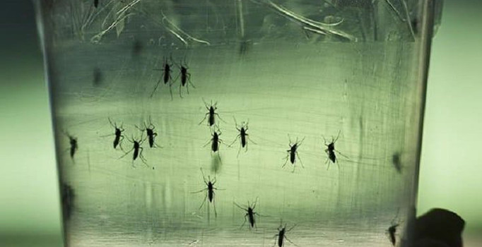 Dang humması Sri Lanka'da 120 can aldı