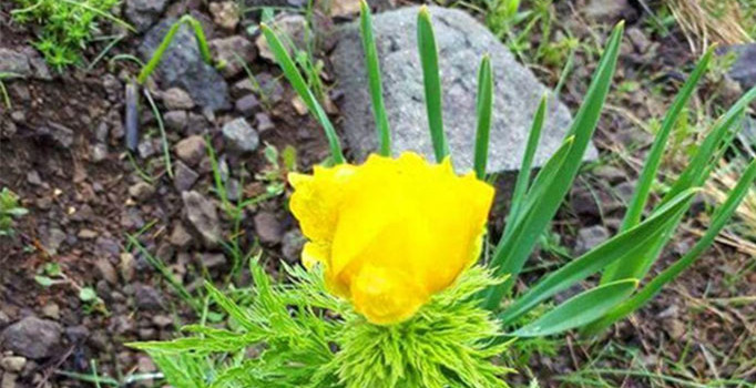 150 yıl sonra görülen 'kandamlası' bitkisi koruma altına alındı