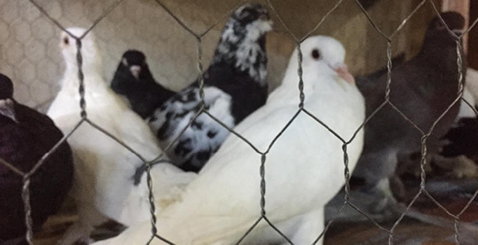 Bursa Oynar’ı görücüye çıktı