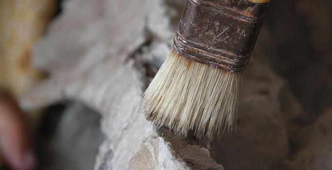 Çin’de 80 milyon yıllık dinozor yumurtası fosilleri bulundu